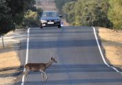El 20% de los accidentes de tráfico producidos por animales sueltos, se dan en Galicia.